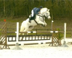 horse Queros van Ter Weerde (Belgian Warmblood, 1993, from Lancia van de Helle)