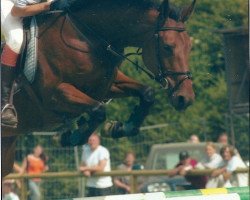 broodmare Calibra Z (Zangersheide riding horse, 1999, from Calvaro Z)