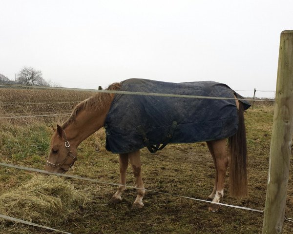 dressage horse Golden Delight (German Riding Pony, 2008, from The Black Highlight)