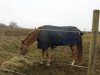 dressage horse Golden Delight (German Riding Pony, 2008, from The Black Highlight)