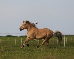 Pferd Robby 110 (Fjordpferd, 1992)