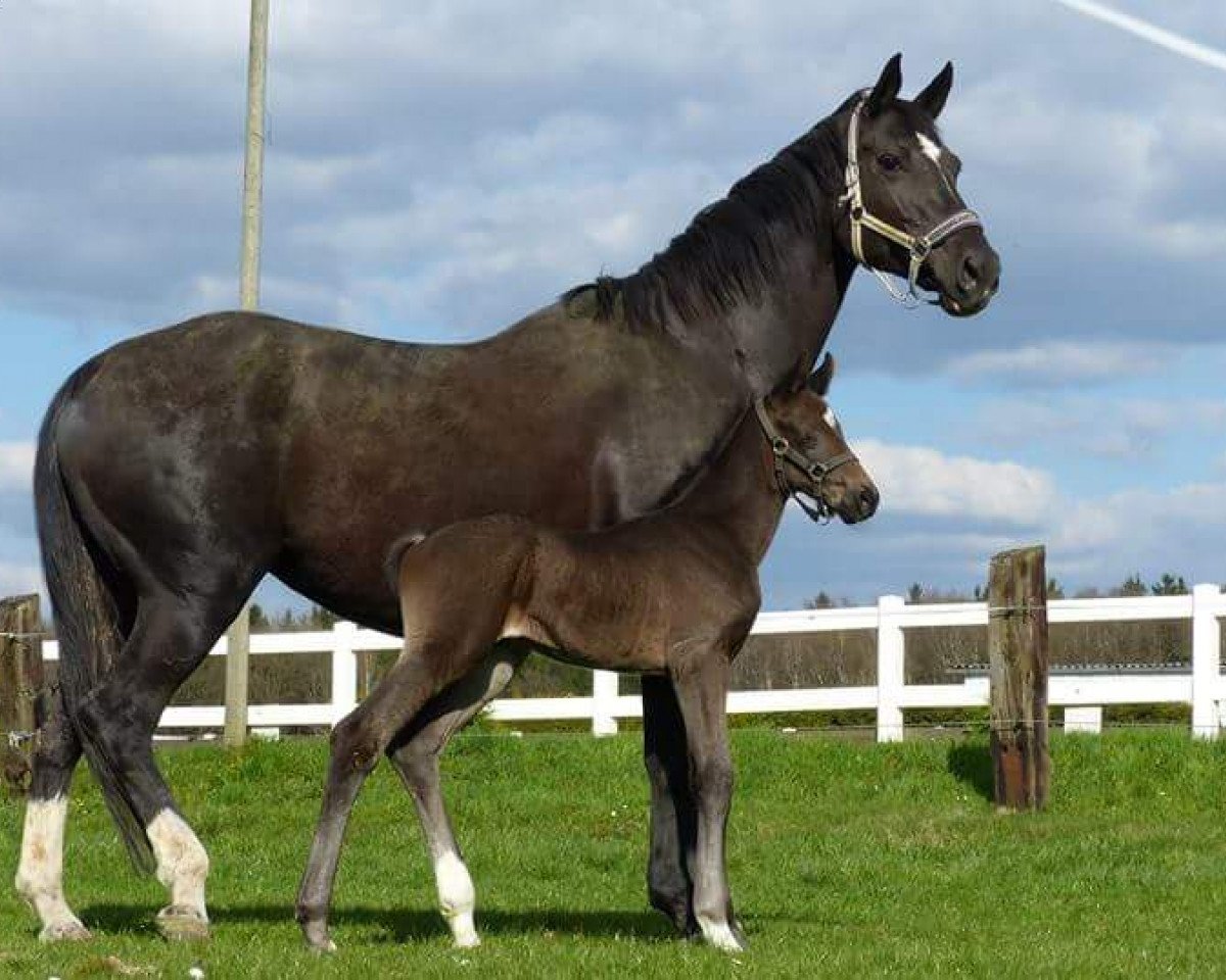 broodmare Fenia 17 (Oldenburg, 1998, from Feiner Stern)