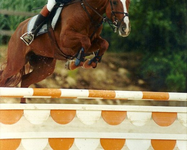 broodmare Caprice de Maibelle (Zangersheide riding horse, 1998, from Corghano)
