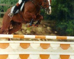 Zuchtstute Caprice de Maibelle (Zangersheide Reitpferd, 1998, von Corghano)