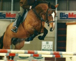 broodmare Uvero Van Ter Weerde (Belgian Warmblood, 1997, from Ahorn Z)