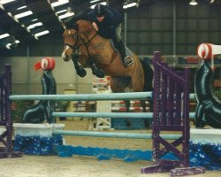 broodmare U.V. van ter Weerde (Belgian Warmblood, 1997, from Ahorn Z)