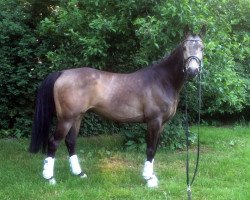 jumper Nemowin (German Warmblood, 2010, from Man in Black)