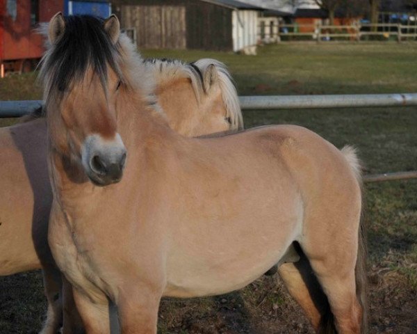 Pferd Dorian 327 (Fjordpferd, 2008, von Dylar)