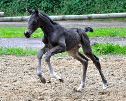 broodmare Eletta G.i.H. (Westphalian, 2015, from Everdale)