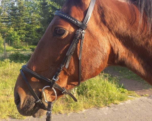 dressage horse Felix 1544 (Traber, 1994)