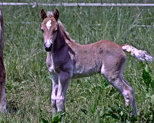 horse Sir Paul Walker (12,28% ox) (Edelbluthaflinger, 2015, from St. Alpero (1,57% ox))