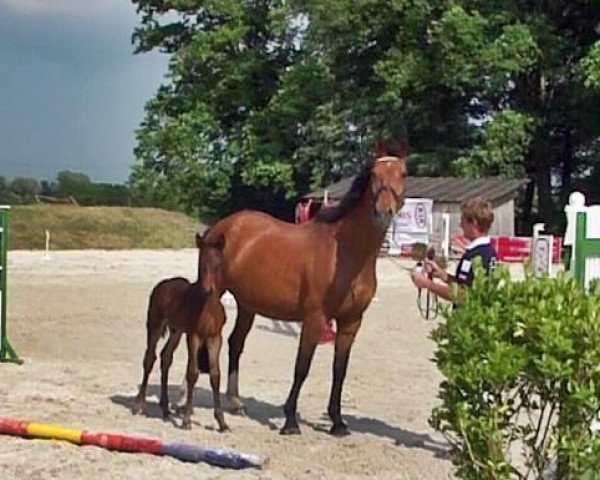 broodmare Petra (KWPN (Royal Dutch Sporthorse), 1997, from Andiamo)