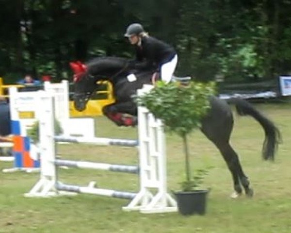 jumper Perino 20 (Hanoverian, 2009, from Perigueux)