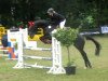 jumper Perino 20 (Hanoverian, 2009, from Perigueux)