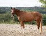 dressage horse Benny Belini (Oldenburg, 2015, from Belissario)