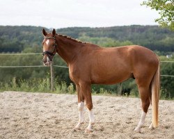 dressage horse Benny Belini (Oldenburg, 2015, from Belissario)