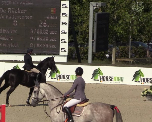Belgisch Kampioenschap 4-5 Jarigen Paarden