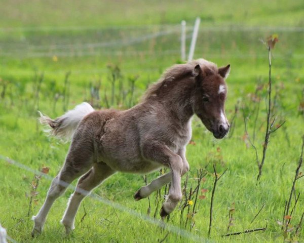 Pferd Kadence vom Gothensee (Deutsches Classic Pony, 2015, von Komet vom Kellerberg)