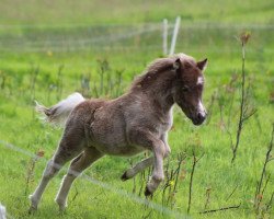 horse Kadence vom Gothensee (German Classic Pony, 2015, from Komet vom Kellerberg)