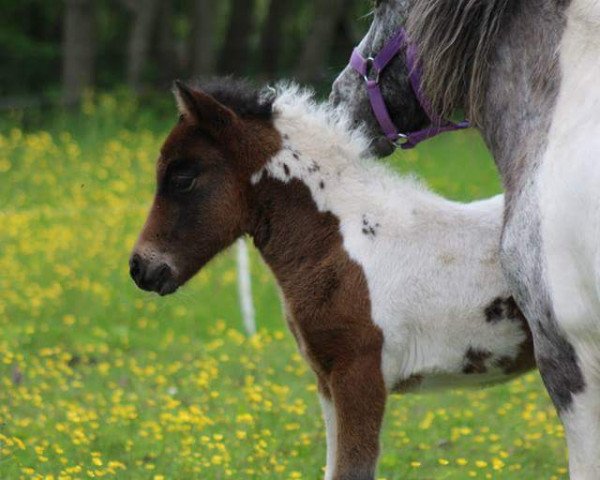 Pferd Jade vom Gothensee (Deutsches Classic Pony, 2015, von Just Dance vom Regenbogen)