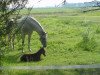 Zuchtstute Brokats Romina (Arabisches Halbblut / Partbred, 2001, von Brokat)