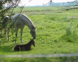 Zuchtstute Brokats Romina (Arabisches Halbblut / Partbred, 2001, von Brokat)