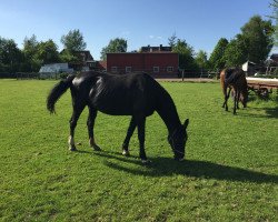 broodmare L-Kokett (Holsteiner, 1996, from Donnerhall)