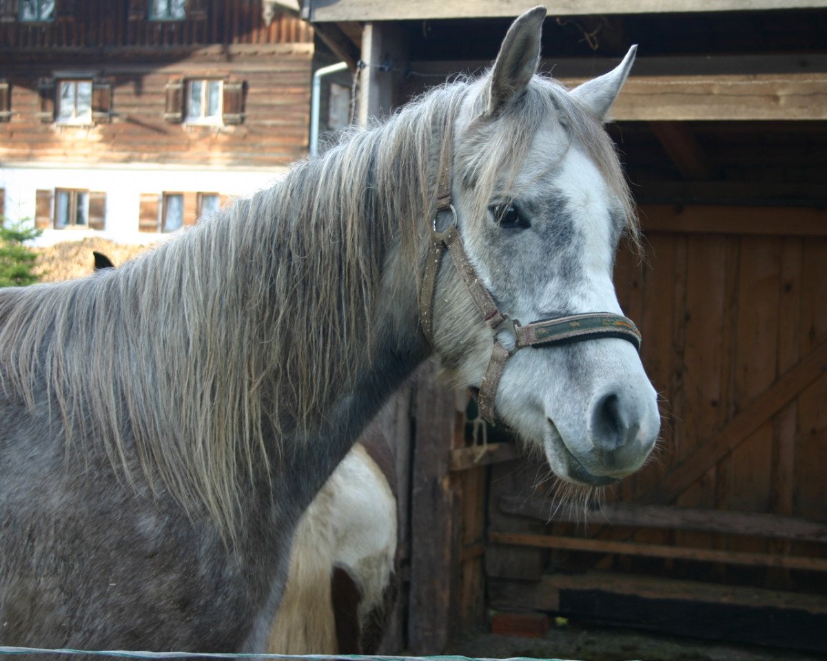 horse sadeek (Arabian purebred, 2012, from Ajman Moniscione ox)