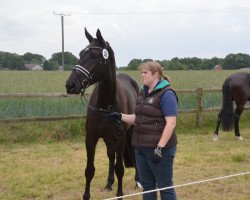 Pferd Goldbraun (Westfale, 2012, von Gouverneur)