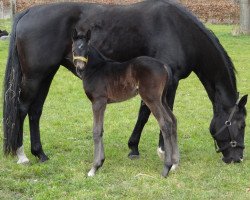 dressage horse Frieda (Hanoverian, 2015, from Fürst Piccolo)