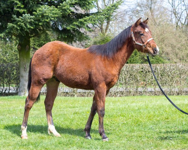 Deckhengst Lenas Prinz Charming (Quarter Horse, 2014, von Sailin Playboy)