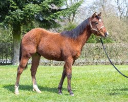 horse Lenas Prinz Charming (Quarter Horse, 2014, from Sailin Playboy)