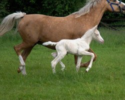 Zuchtstute Gute Miene (Deutsches Reitpony, 2015, von HET Golden Dream)