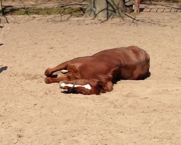 dressage horse Luke Skywalker 43 (Hanoverian, 2003, from Londonderry)