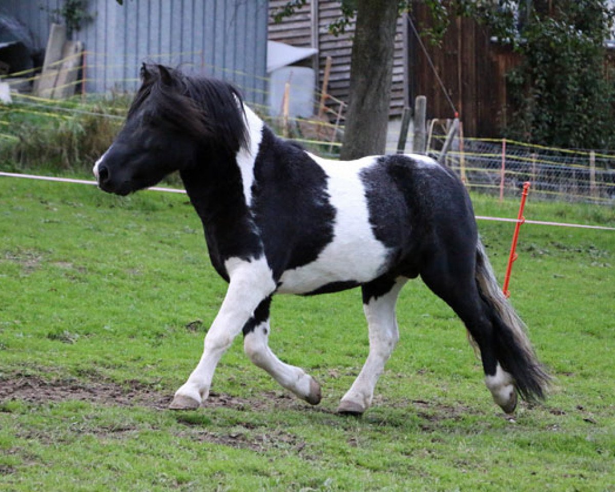Pferd Vadehavets Esterbaan (Shetland Pony, 2009, von Shadow van Drieoka)
