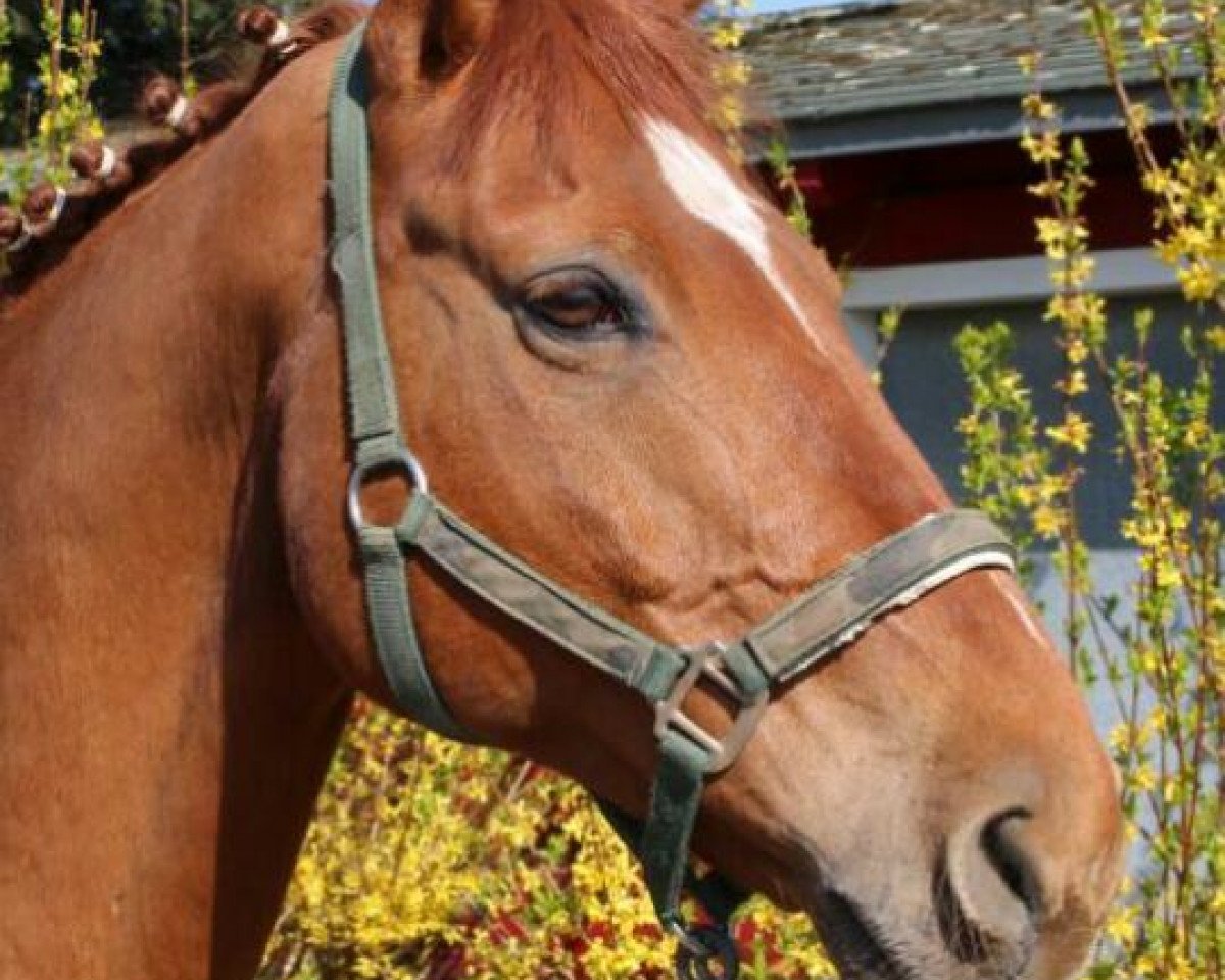 jumper Woodstock 307 (Hanoverian, 2002)