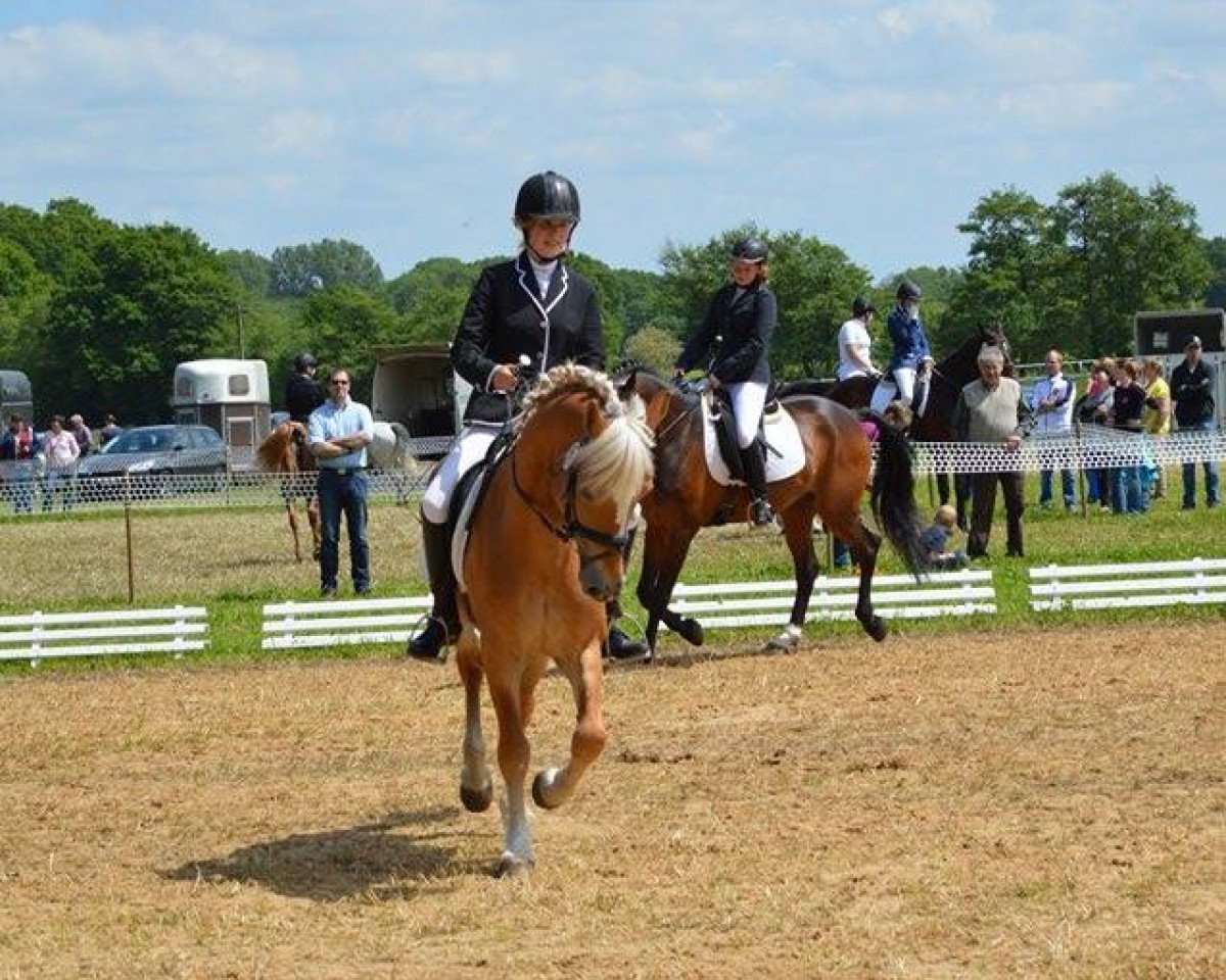 Deckhengst Adlerschild SG (Haflinger, 2007, von Anni Duemila)
