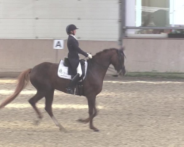Reitturnier Ahaus 2020