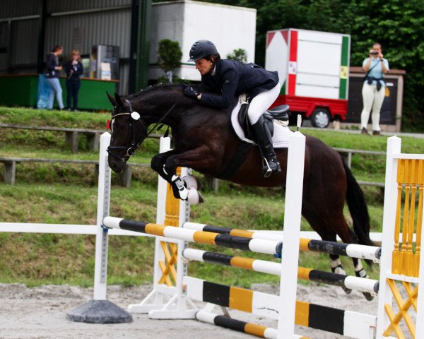 jumper Gina Eh (Hanoverian, 2009, from Graf Top)