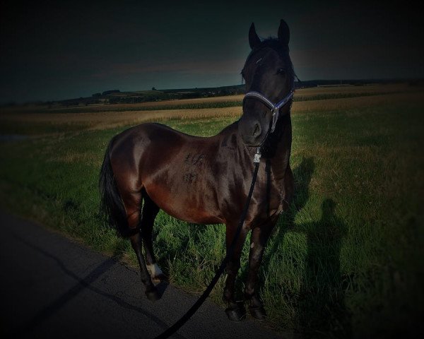 Pferd Maestoso JAMPI (Lipizzaner, 2007, von Maestoso XXX-2)