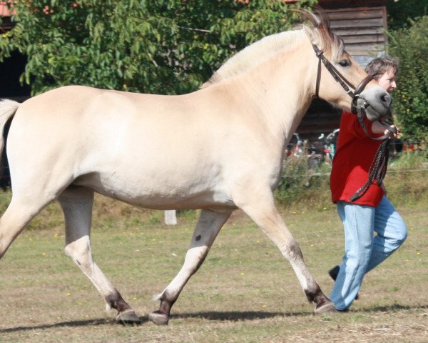 broodmare Hydra (Fjord Horse, 2006, from Dylan)