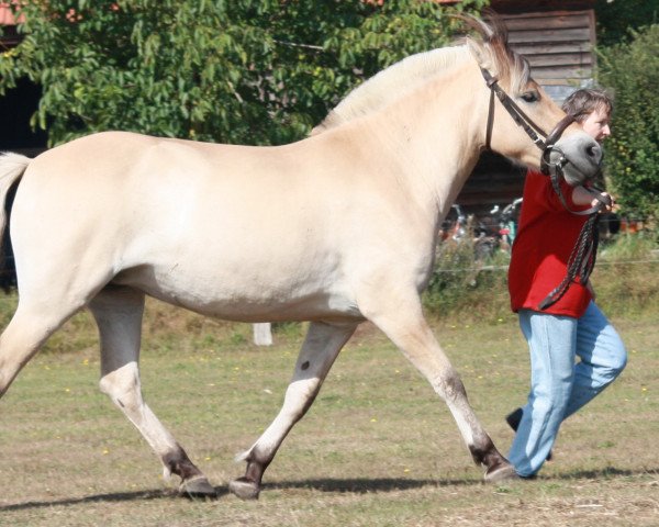 Zuchtstute Hydra (Fjordpferd, 2006, von Dylan)