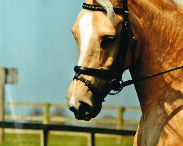 horse Divina (German Riding Pony, 2001, from Donnerblitz)