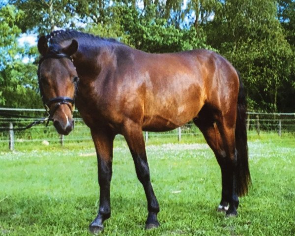dressage horse Gitano P (German Riding Pony, 2002, from Gerlof)
