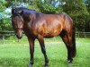 dressage horse Gitano P (German Riding Pony, 2002, from Gerlof)