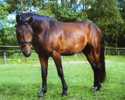 Dressurpferd Gitano P (Deutsches Reitpony, 2002, von Gerlof)