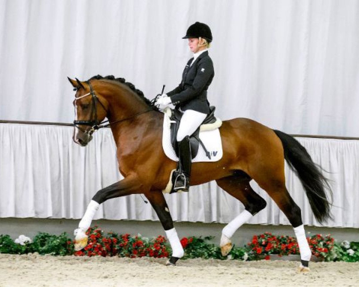 Deckhengst Lassaro (Westfale, 2011, von Lissaro)