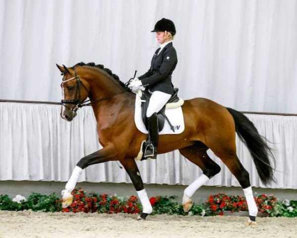 stallion Lassaro (Westphalian, 2011, from Lissaro)