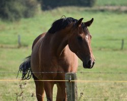 broodmare Ohlala K (Holsteiner, 2013, from Orlando van de Heffinck)