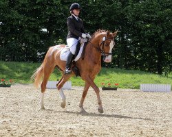 dressage horse Fine (Westphalian, 2010, from Fineliner 2)